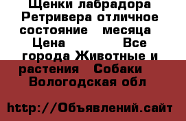 Щенки лабрадора Ретривера отличное состояние 2 месяца › Цена ­ 30 000 - Все города Животные и растения » Собаки   . Вологодская обл.